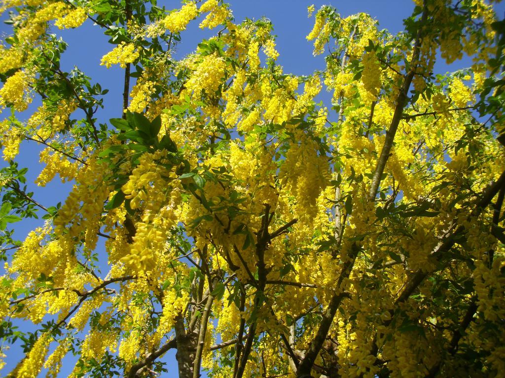 Laburnum B&B Kenmare Exteriér fotografie